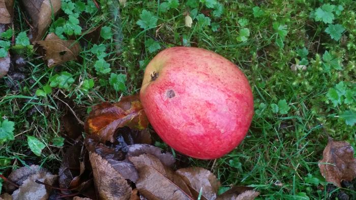 The apples may have been on the ground for more than a month, but most are still good.