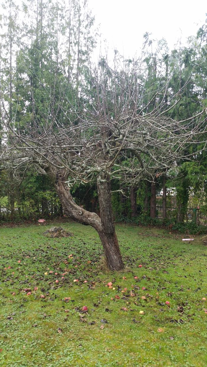 The tree had to be cut down to clear the lot