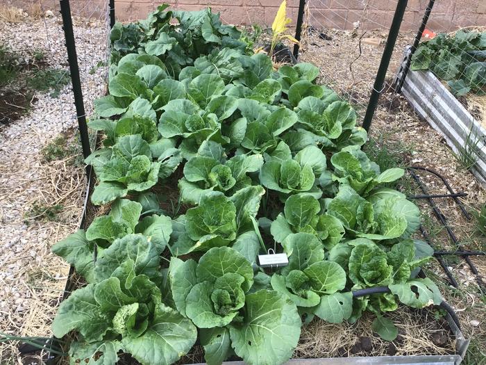 Napa/Chinese cabbages growing in grain sparn mixed soil.