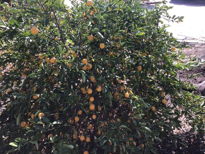 Meyer lemons