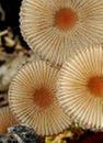 [Thumbnail for fungi-photos.jpg]