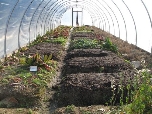 irrigation in high tunnel