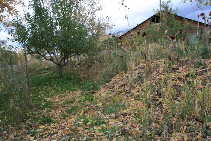 hugel planted with sunflowers and millet