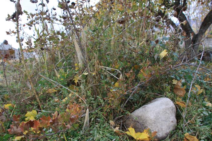 gooseberries and currants in wild profusion