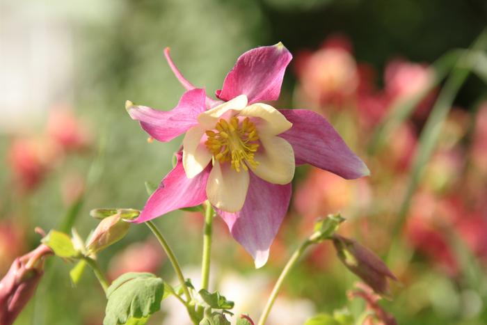 Columbines are in flower