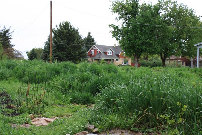 the garden, covered in cover crops