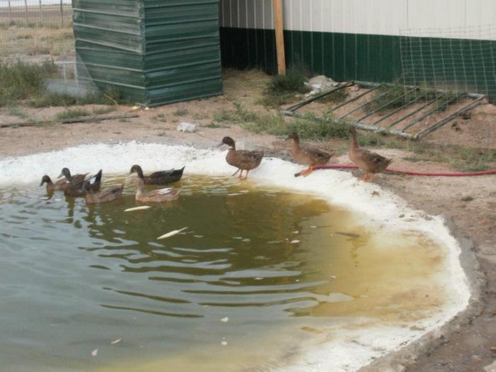 [Thumbnail for duck-pond.jpg]