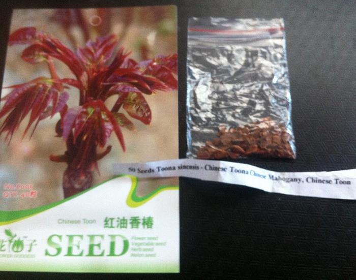 Chinese Toon seeds