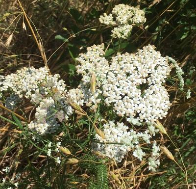 yarrow for herbal mouthwash
