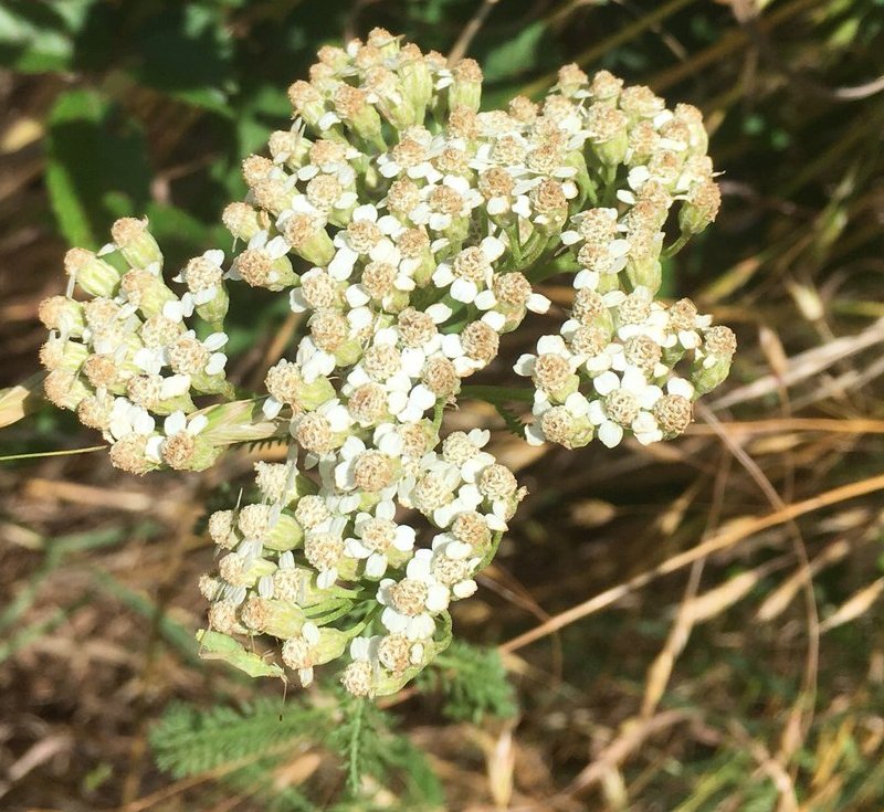 Yarrow root tincture / mouthwash for dental antibiotic & pain ...