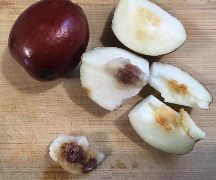 fresh jujube fruit