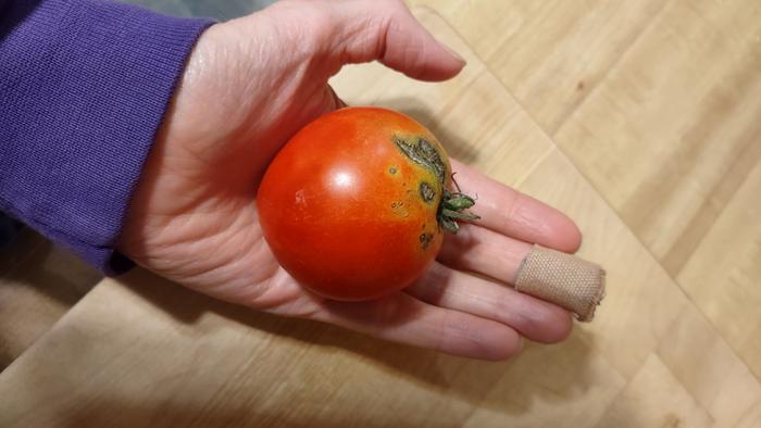 Volunteer Tomato