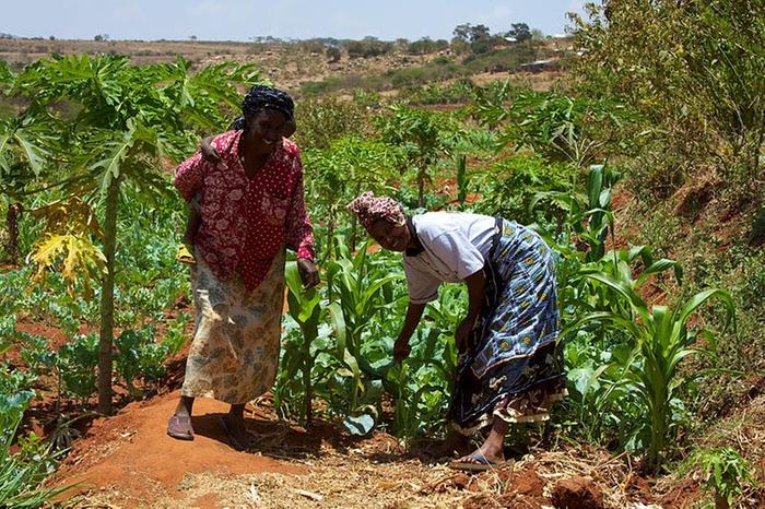 [Thumbnail for women_smallholder_farmers_in_kenya.jpg]