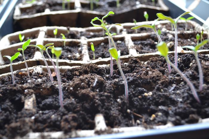 tomatoes