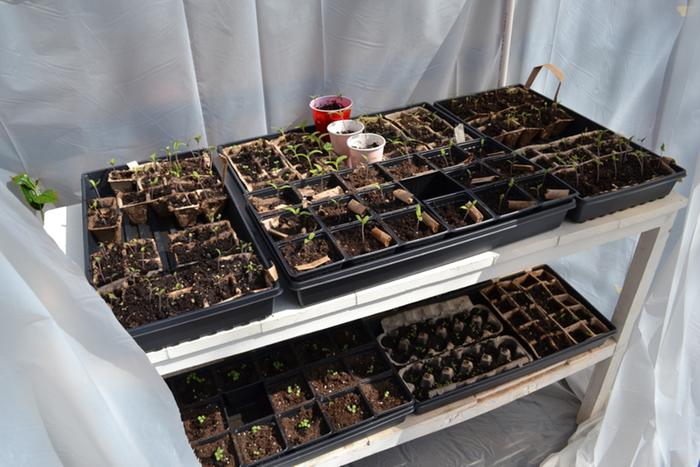 seedlings inside greenhouse