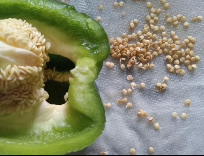 High germination rate from store bell pepper