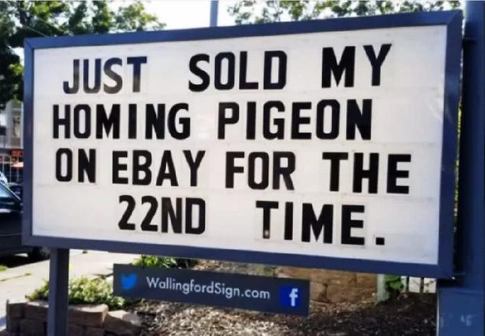 homing pigeon joke