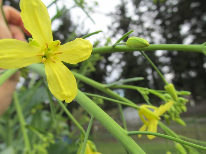 [Thumbnail for kale-flowers.jpg]