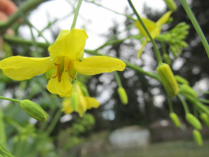 [Thumbnail for a-different-kale-flower-what-do-you-know.jpg]