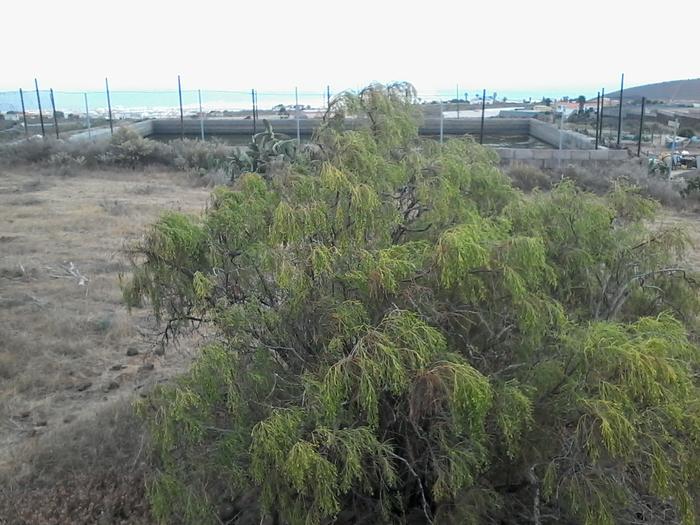 There are many of these exact same trees growing on my land