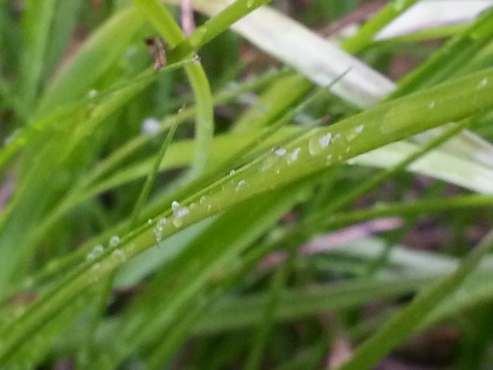 rain-dropleted blades of grass