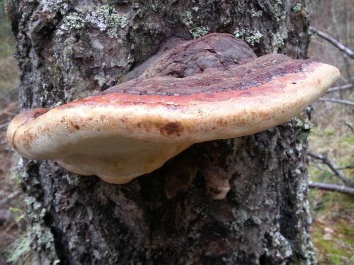 shelf shroom