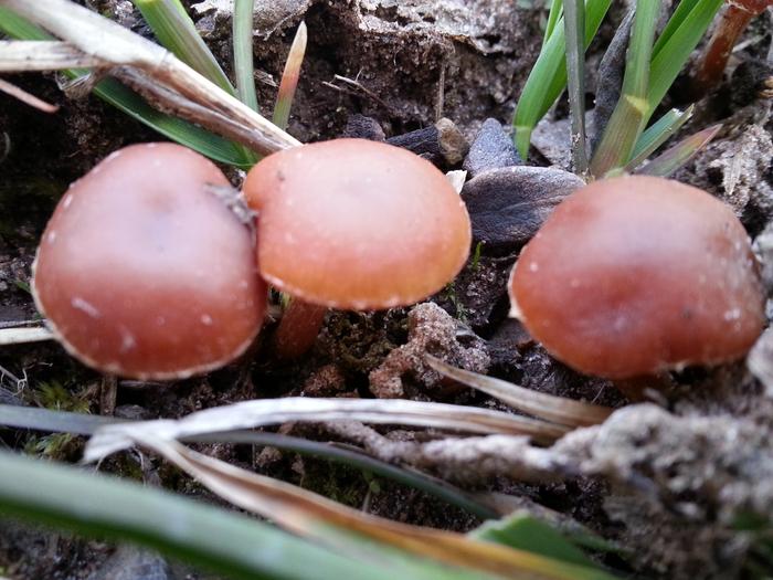 lil brown mushrooms