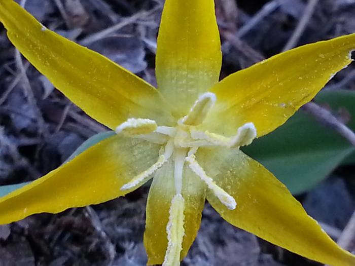 purty yellow flower