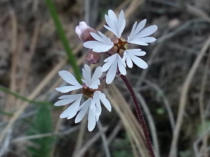 itty bitty white flowers