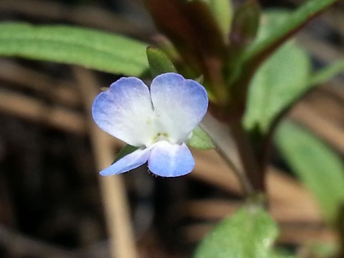 tiny blue-ish flowers