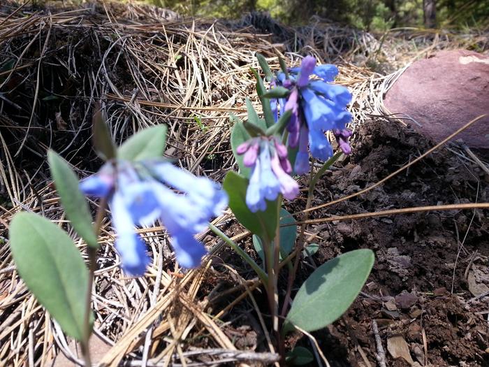 blue and purple flowers