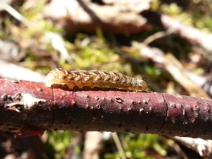 caterpillar