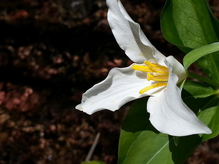 shade loving flower up by the creek