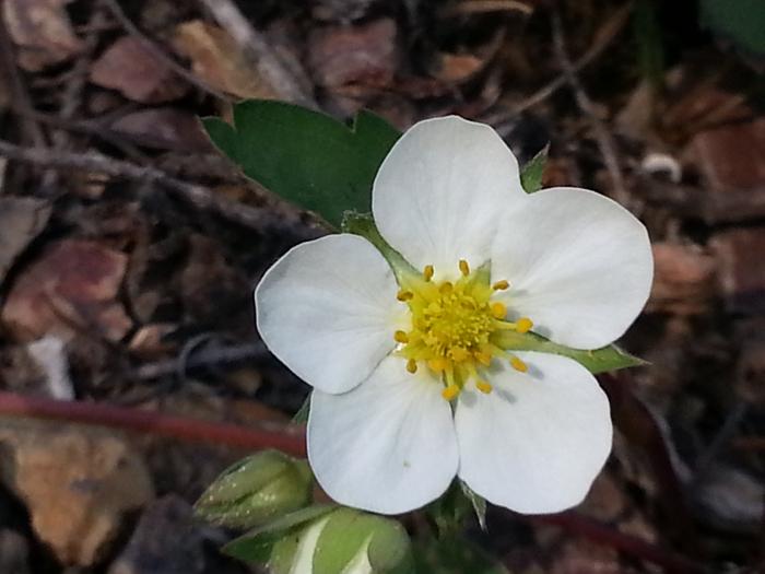 wild strawberry blossom