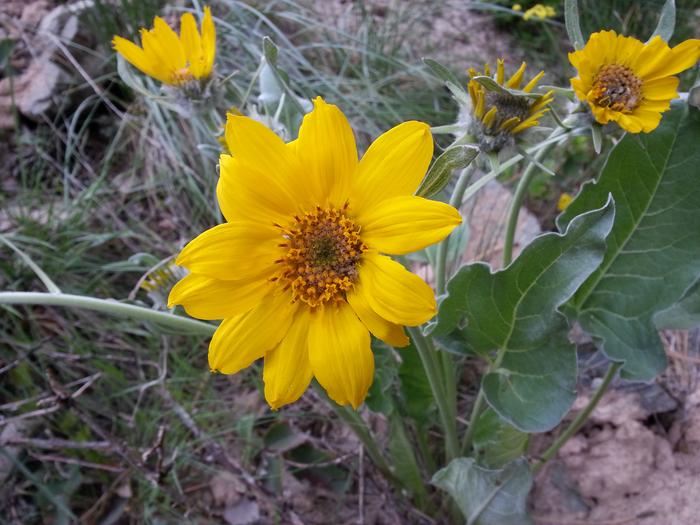 arrowleaf balsamroot