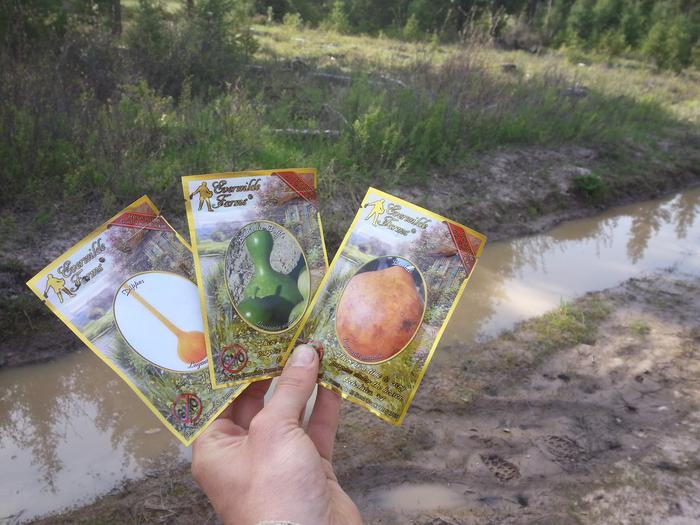 gourds and a puddle