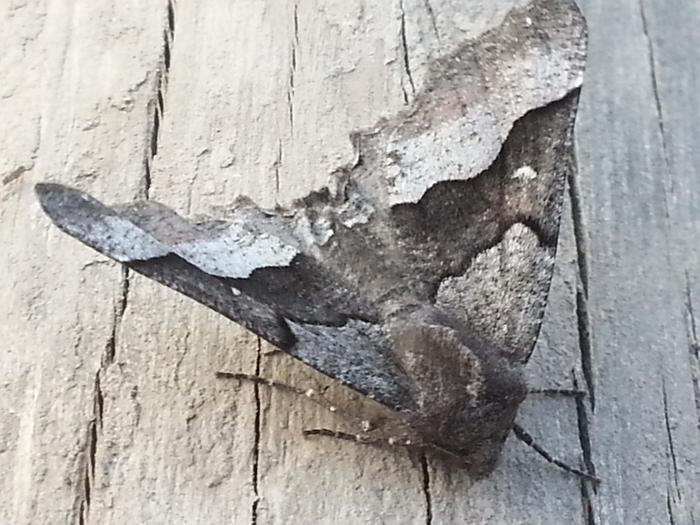 some kind of moth