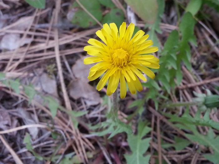 dandelion