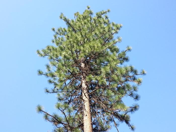 bull pine