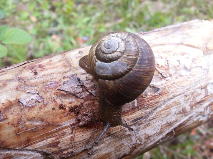 snail-like pace