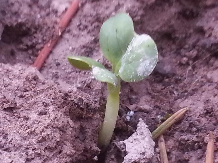 first seedling