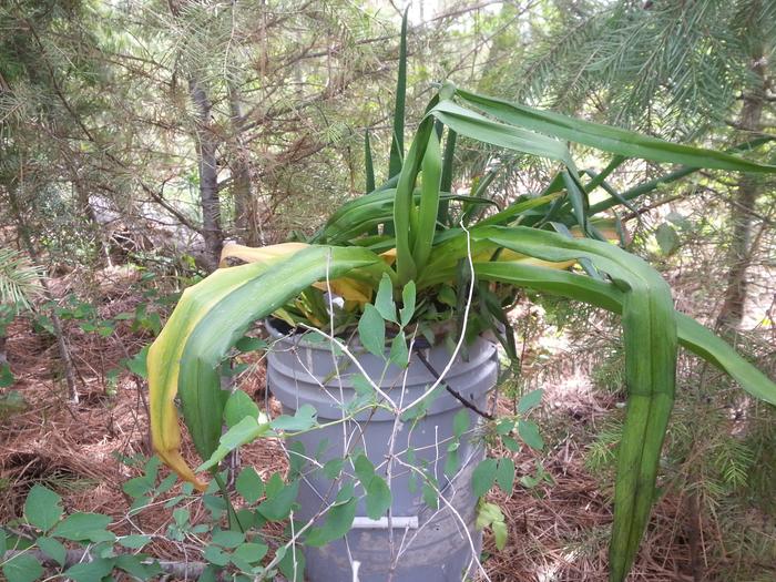plants waiting in the shade