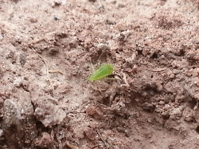 a microscopic green bug