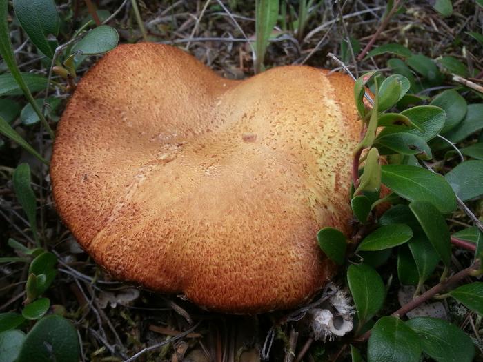 dough-like fungus