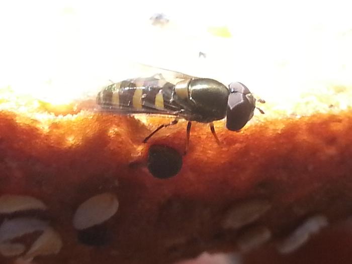 maybe a bee visiting my sandwich