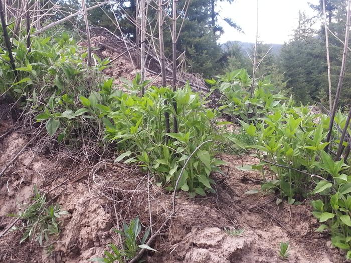 sunchokes near the tipi