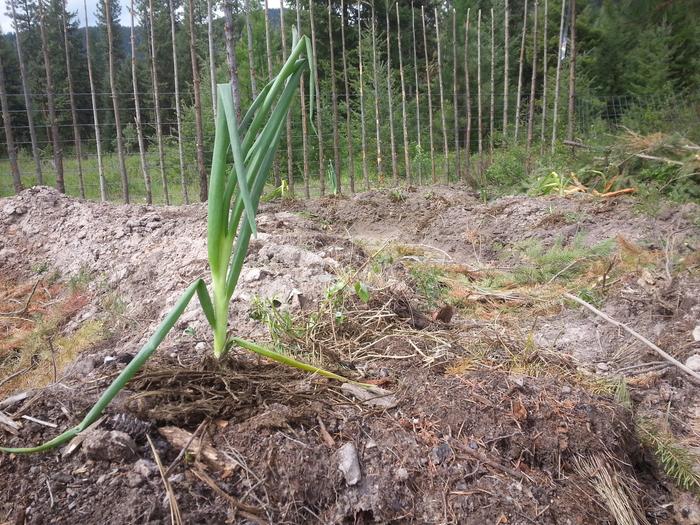 hardworking immigrant plants putting down roots