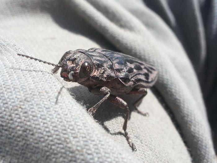 a big bug visiting my sleeve