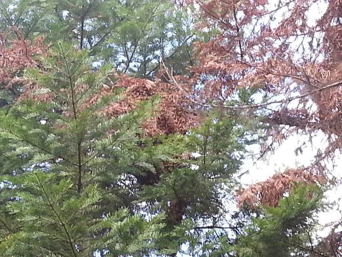 bee swarm