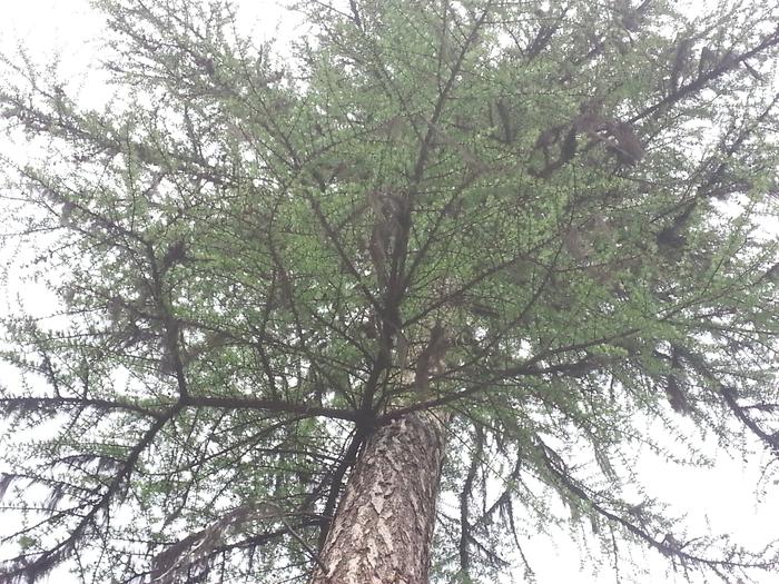 western larch, also called tamarack